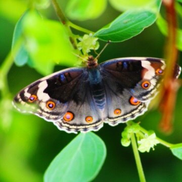 जैसलमेर: पहली बार दिखीं 41 से ज्यादा अलग-अलग प्रजातियों की तितलियां, देखें तस्वीरें.