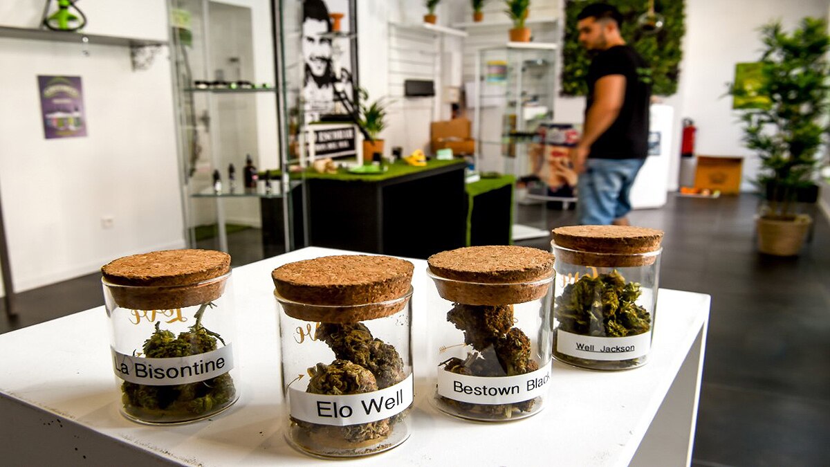 Cannabis Based Drug Cannabidiol Could Treat Covid-19 