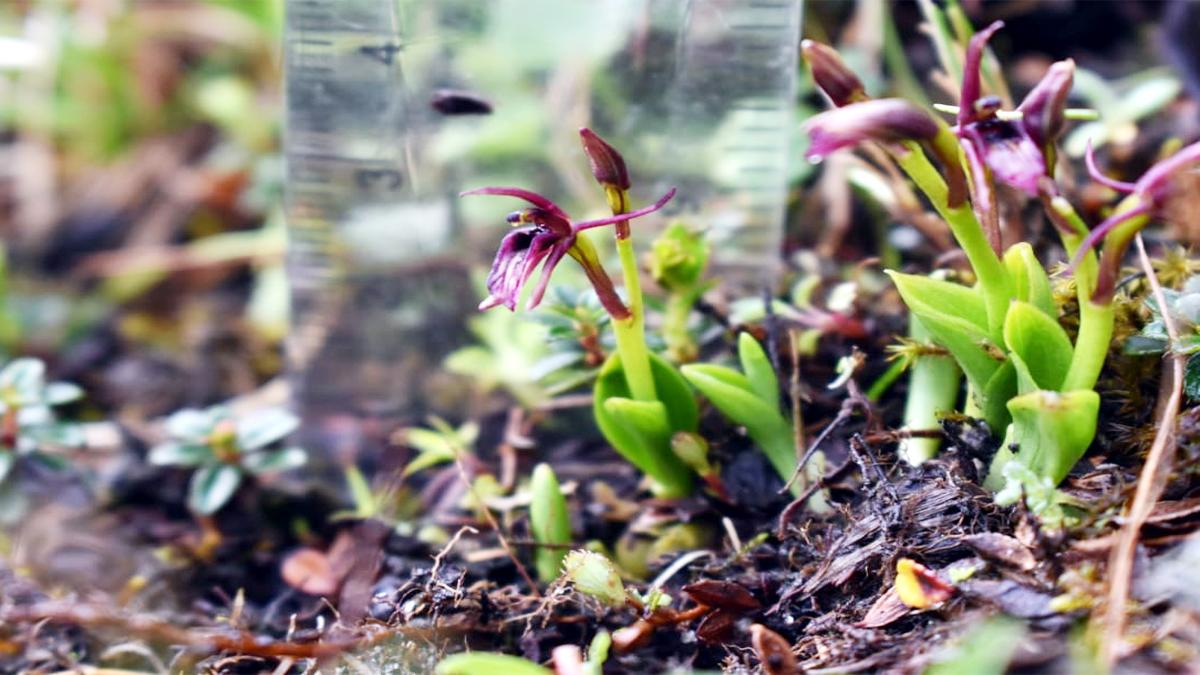 Rare Flower Liparis Pygmaea seen in Chamoli