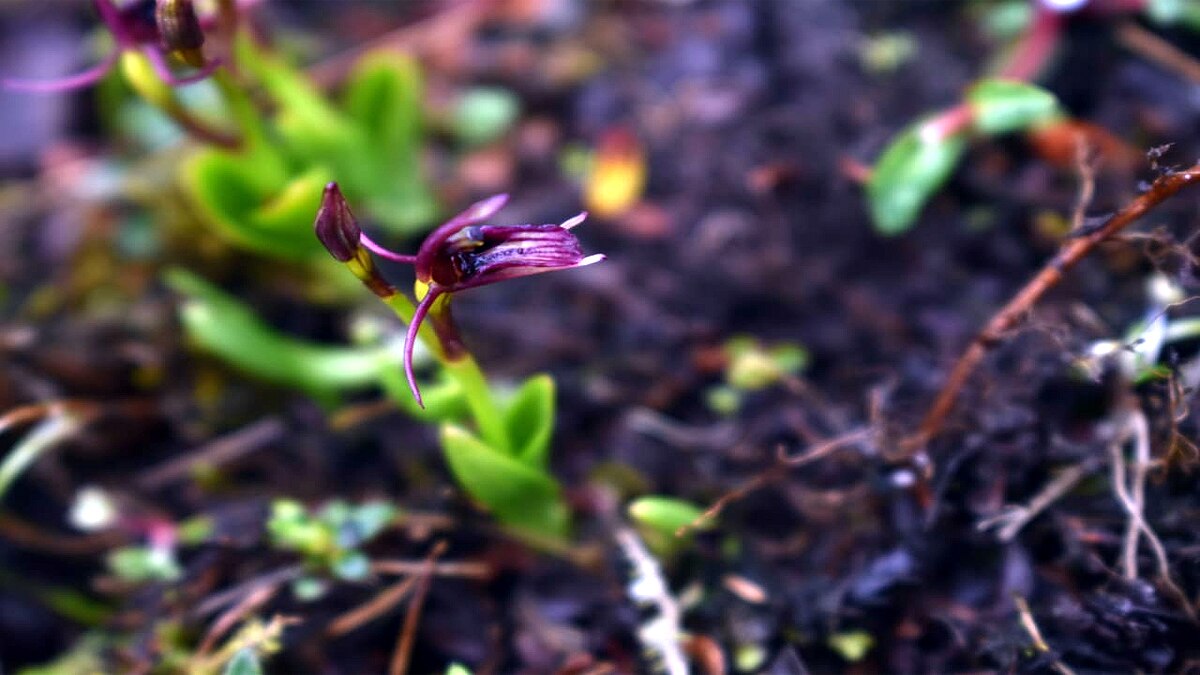 Rare Flower Liparis Pygmaea seen in Chamoli