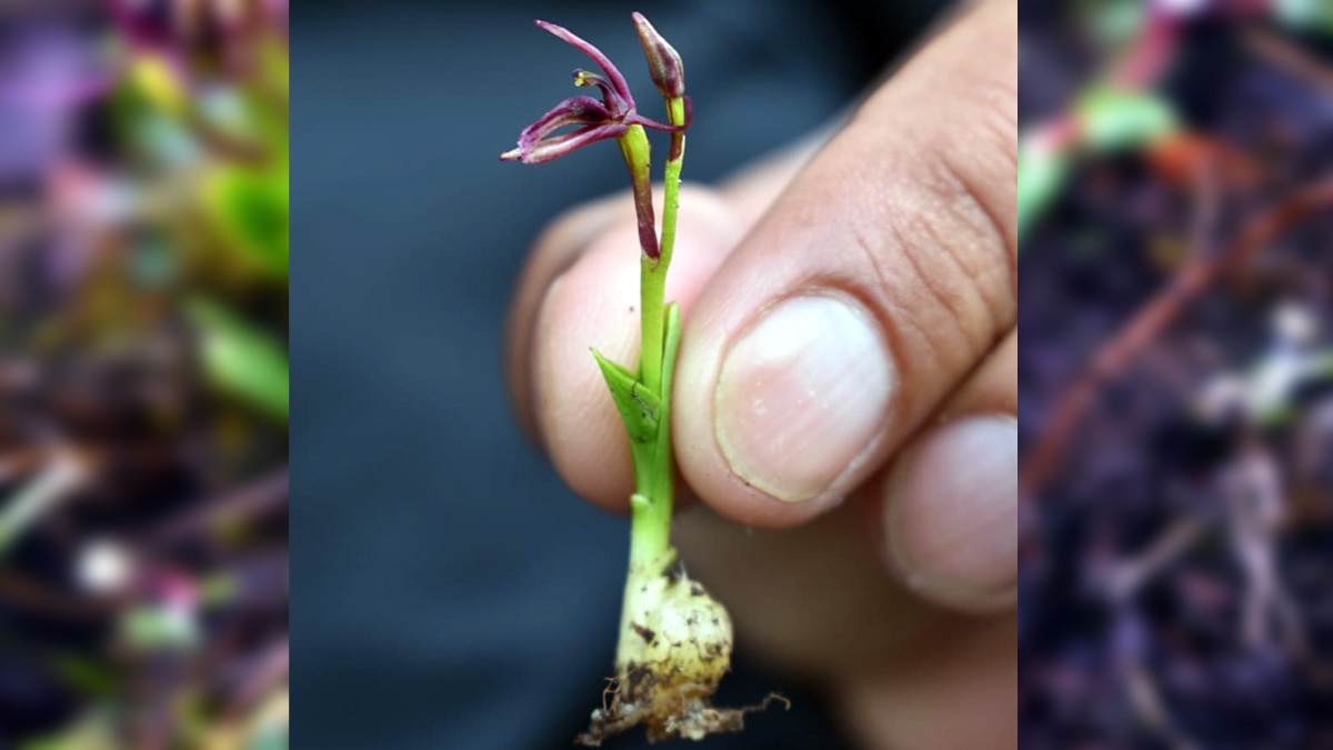 Rare Flower Liparis Pygmaea seen in Chamoli