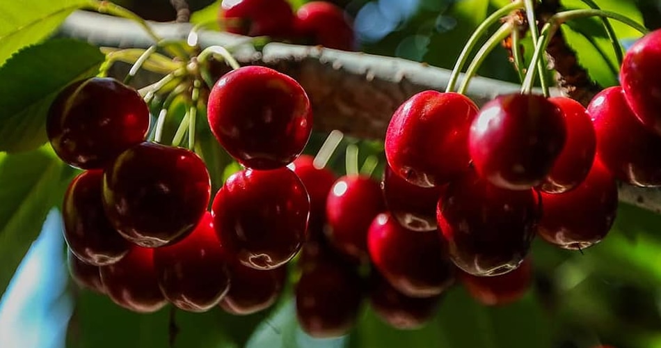 चेरी का जूस