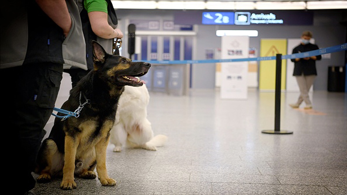 Corona Sniffer dogs deployed at Helsinki airport to sniff out COVID-19