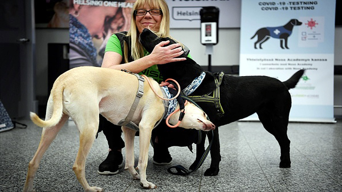 Corona Sniffer dogs deployed at Helsinki airport to sniff out COVID-19