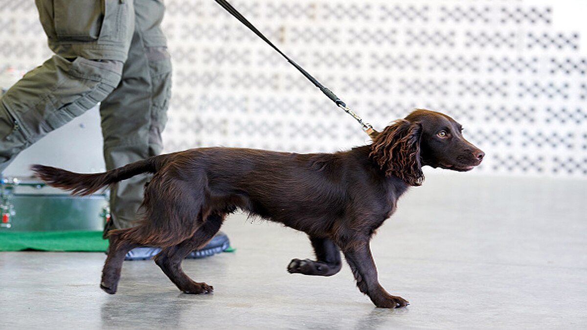 Corona Sniffer dogs deployed at Helsinki airport to sniff out COVID-19