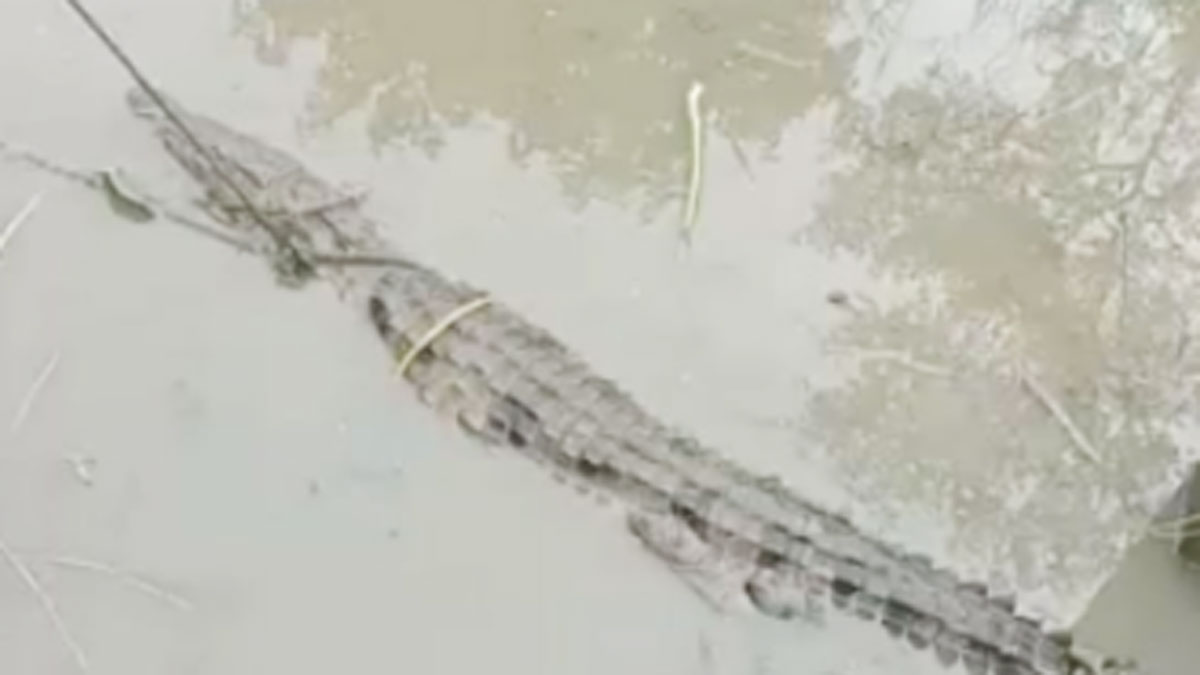 ग्रामीणों ने मगरमच्छ को पकड़ा (फोटो आजतक)