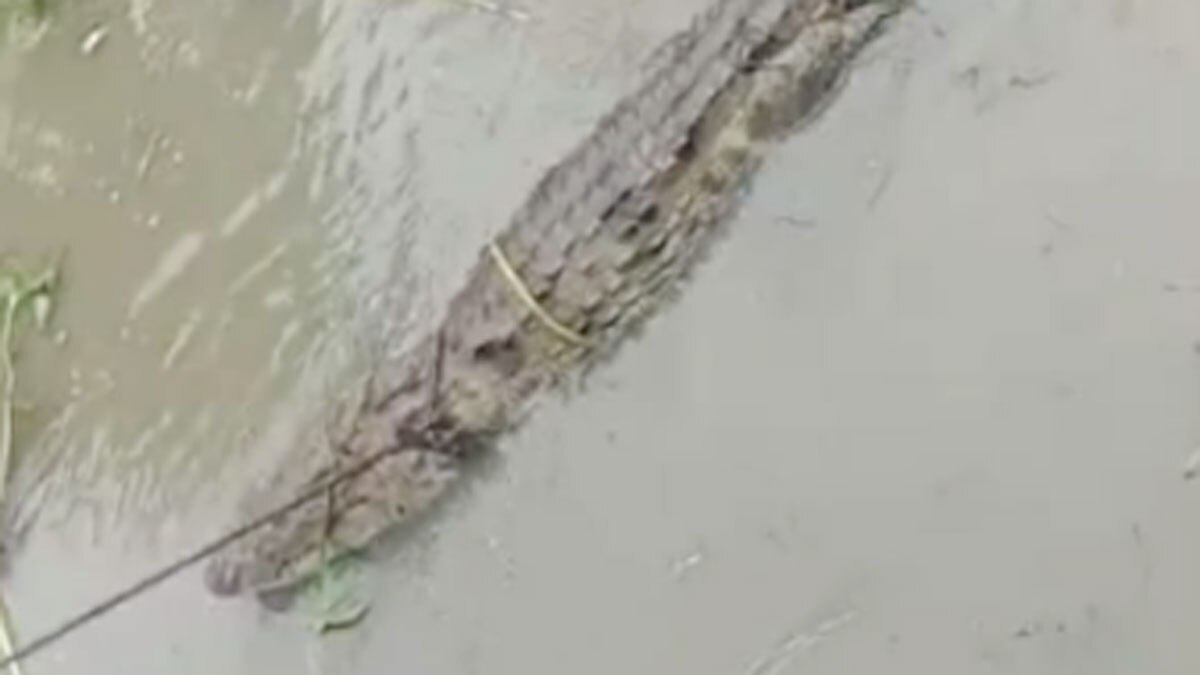 ग्रामीणों ने मगरमच्छ को पकड़ा (फोटो आजतक)
