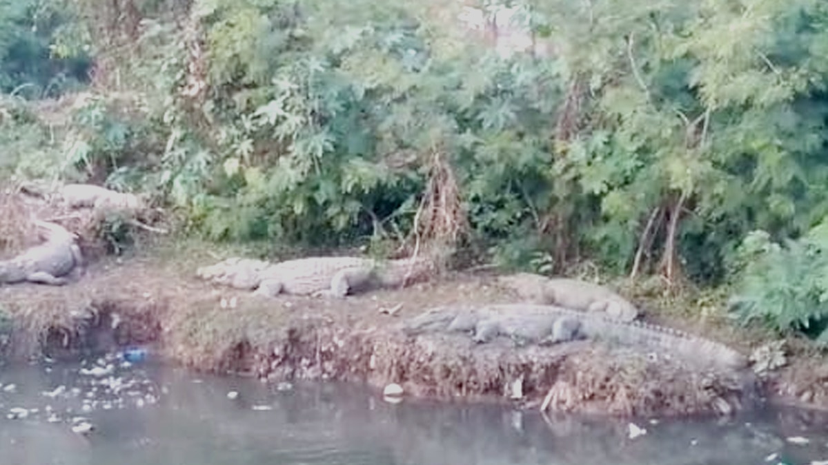 Crocodiles flock in Jadhav Sagar Lake in Shivpuri 