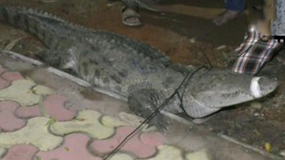 (File Photo Credit ANI)