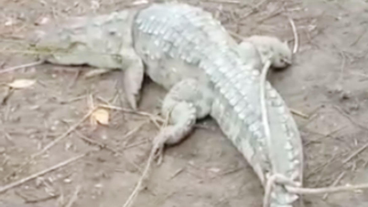 ग्रामीणों ने मगरमच्छ को पकड़ा (फोटो आजतक)