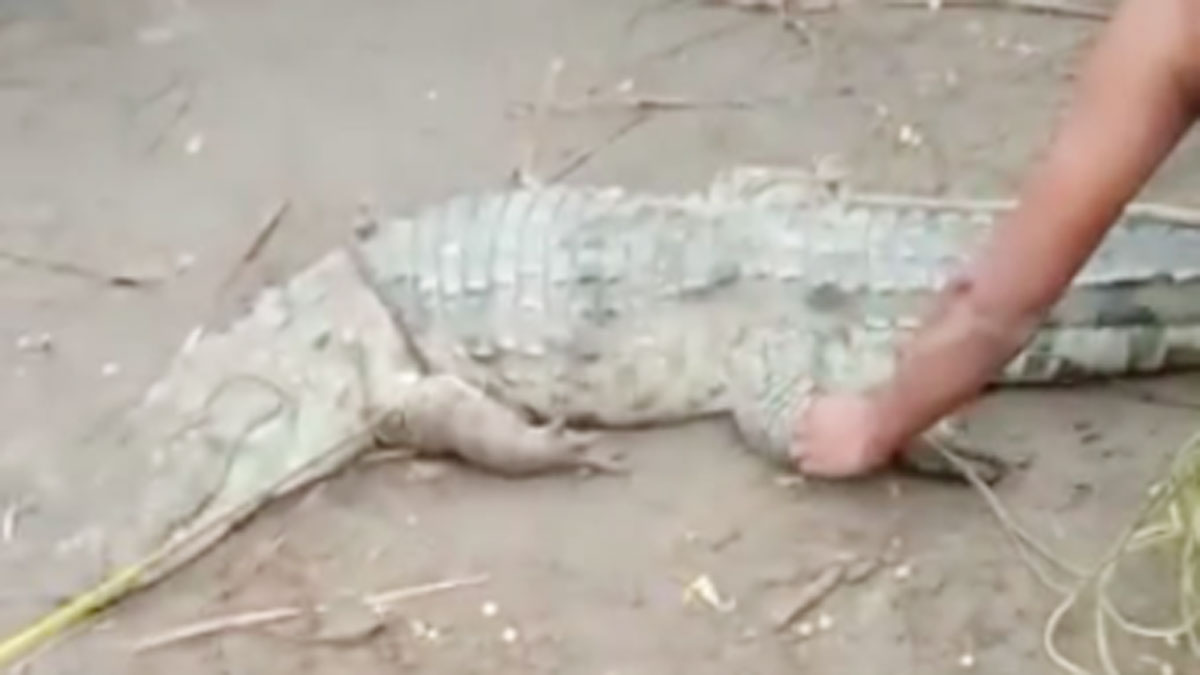 ग्रामीणों ने मगरमच्छ को पकड़ा (फोटो आजतक)