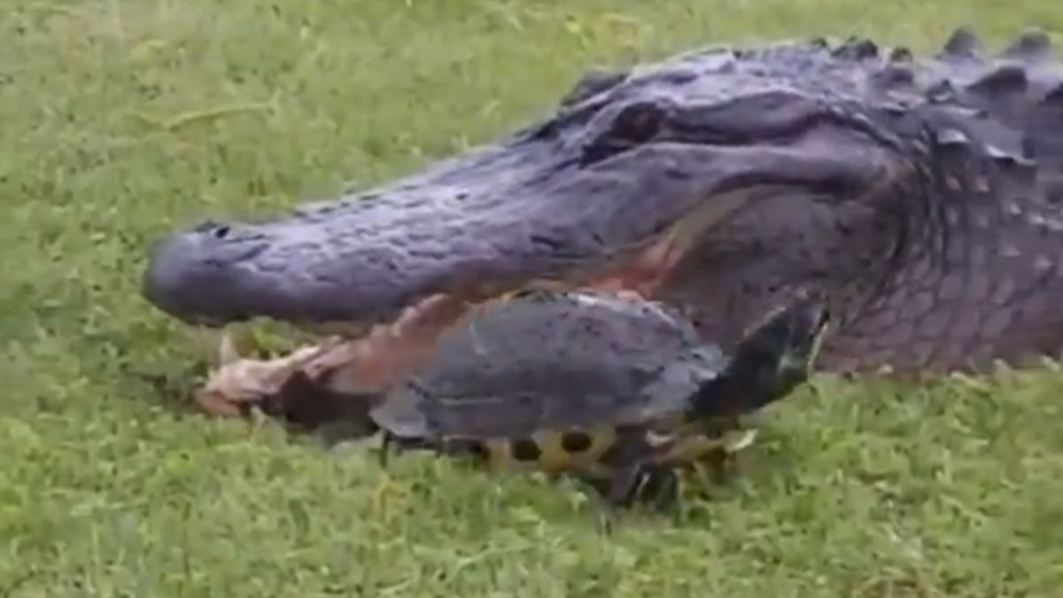  Screengrab from tweeted by @NaveedIRS