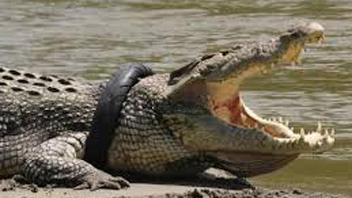 (प्रतीकात्मक फोटो)