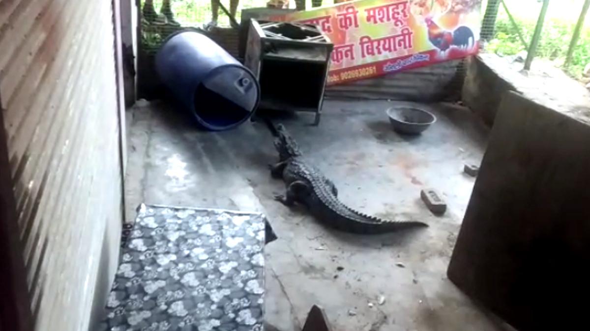 बिरयानी शॉप में तख्त के नीचे से निकला मगरमच्छ.