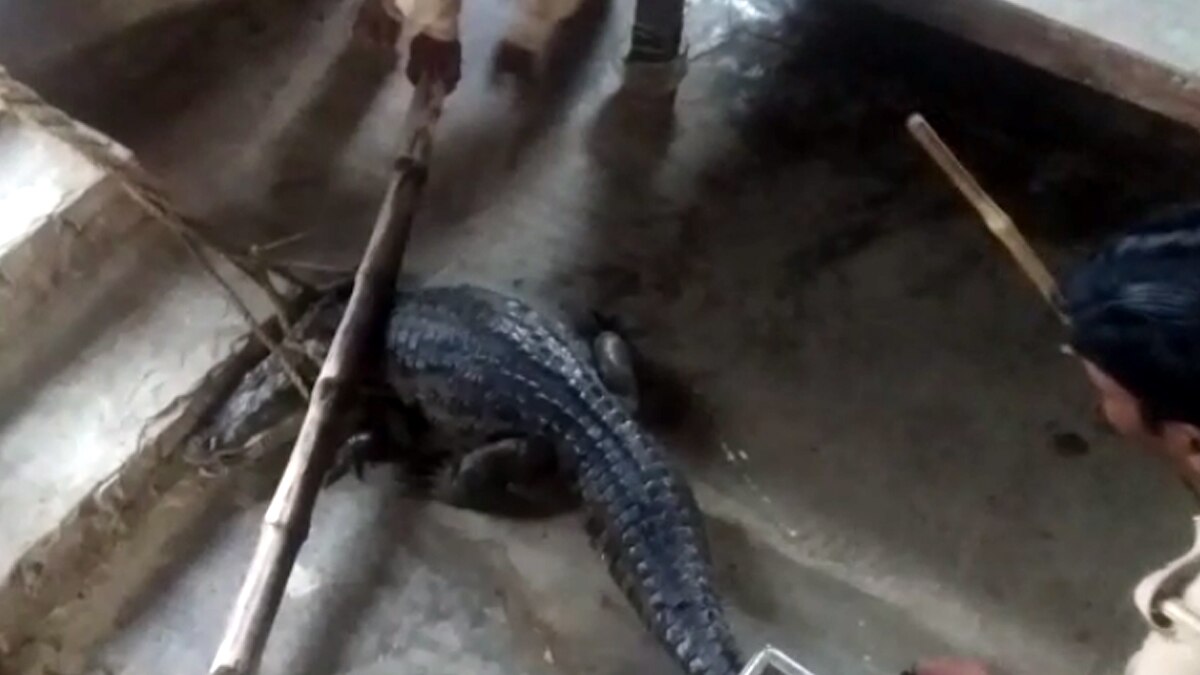 Crocodile being rescued from biryani shop.