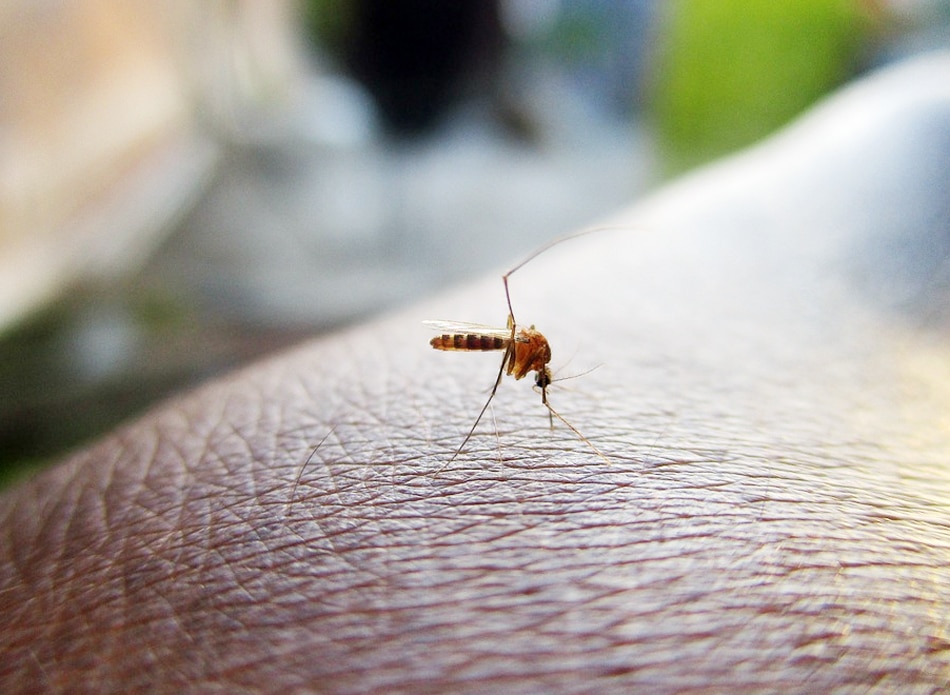 मच्छरों को मारने वाली मशीन