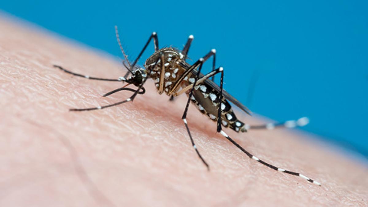 डेंगू का मच्छर