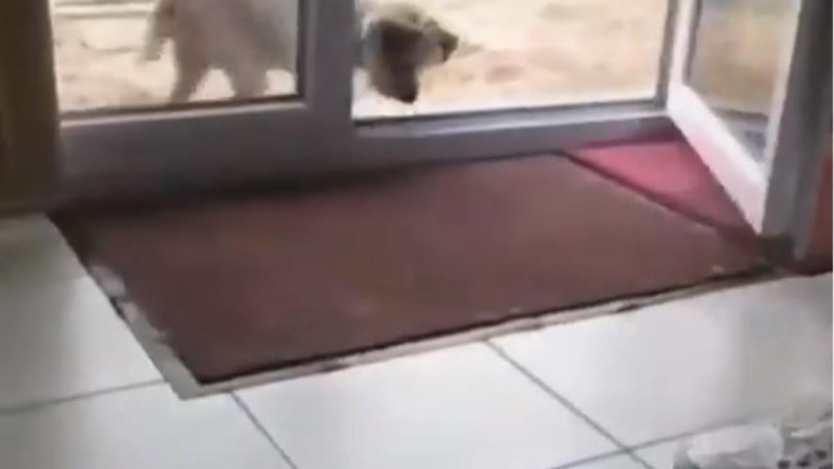 पैर साफ करता कुत्ते का बच्चा