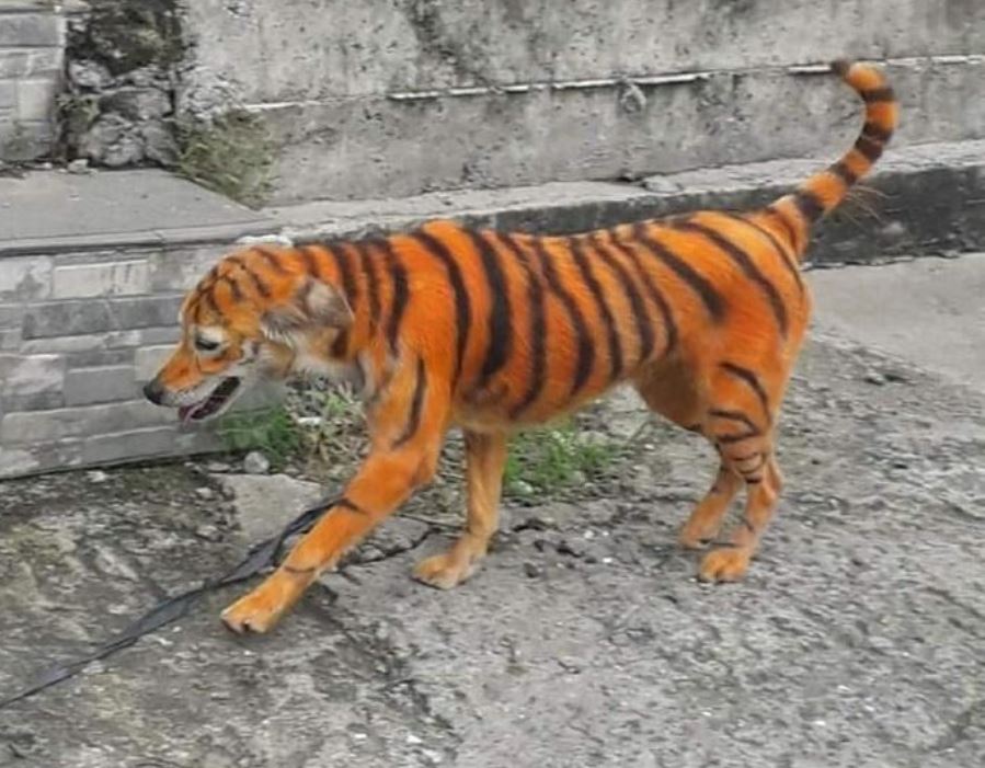 कुत्ते को बाघ के रंग में रंगा