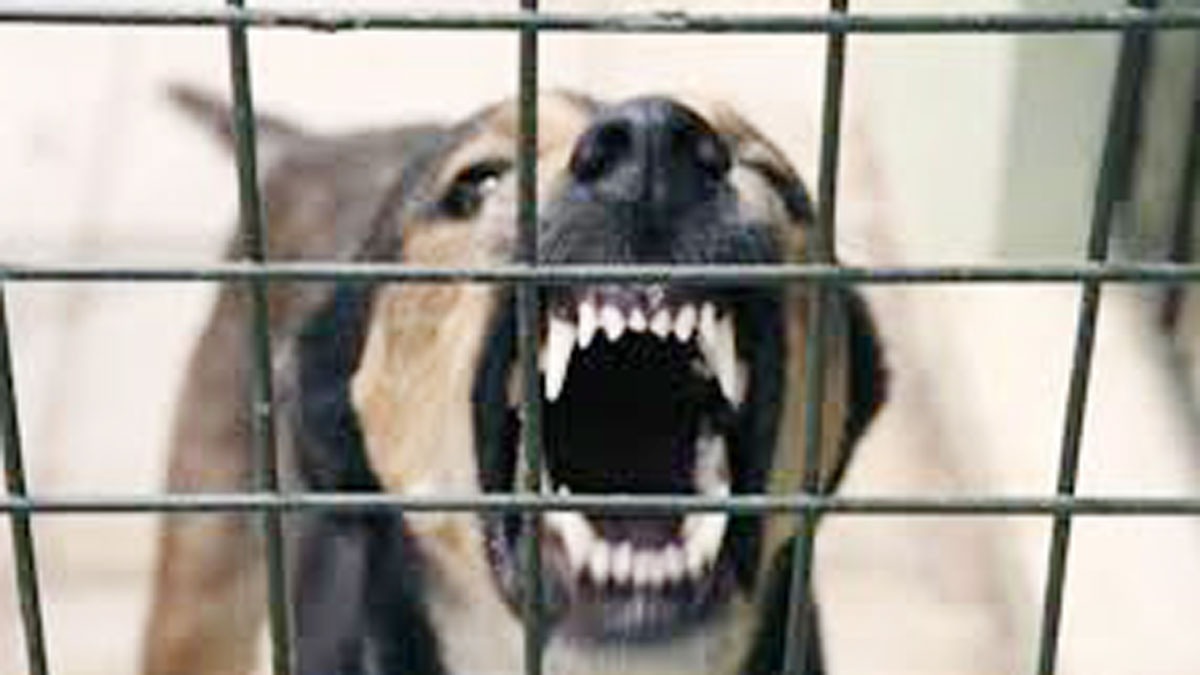 (प्रतीकात्मक फोटो)