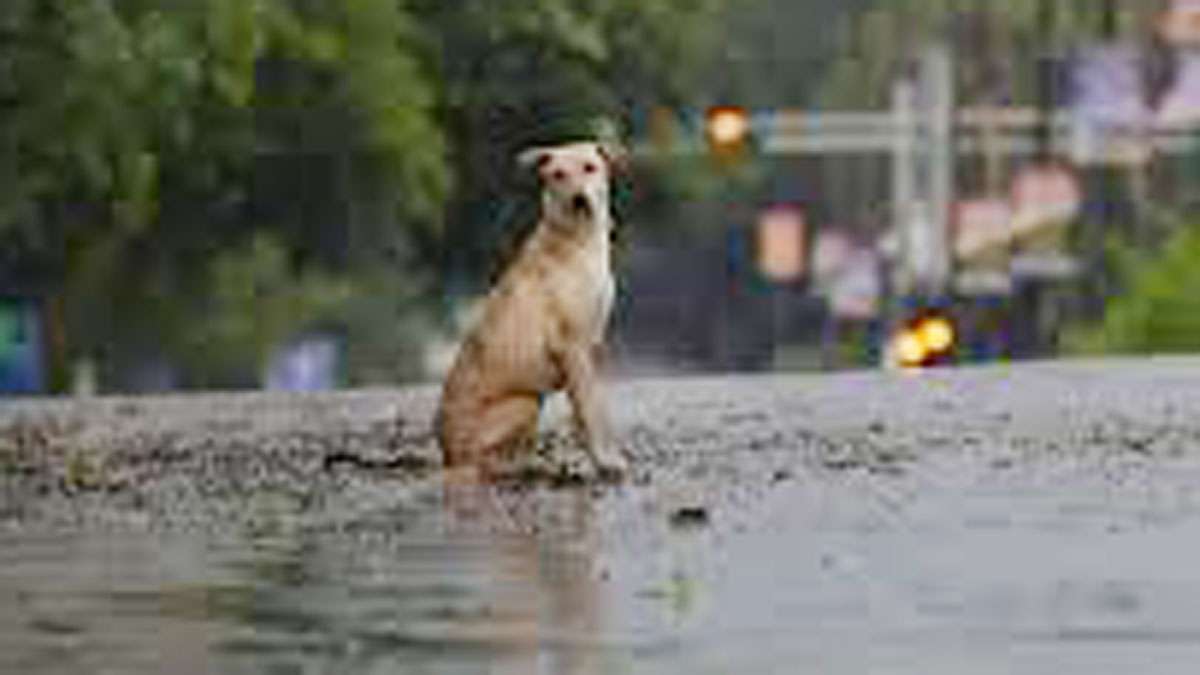 प्रतीकात्मक फोटो