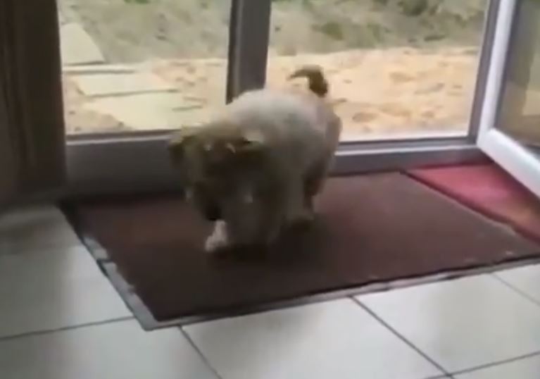 कुत्ते का बच्चा