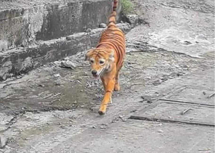 कुत्ते को बाघ के रंग में रंगा