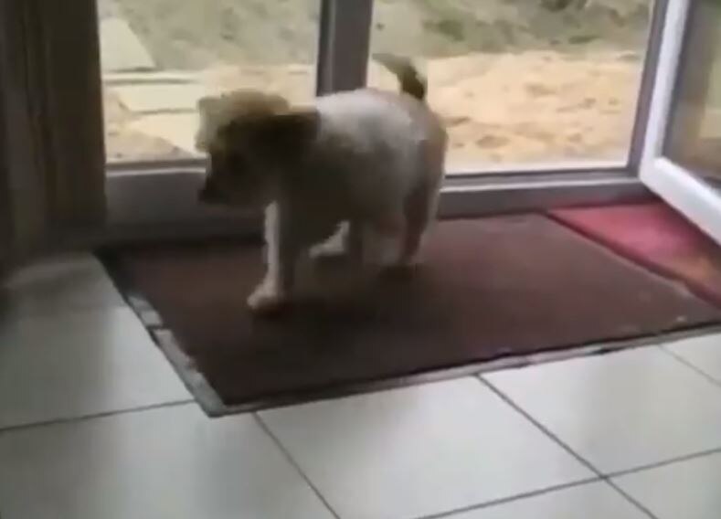 कुत्ते का बच्चा