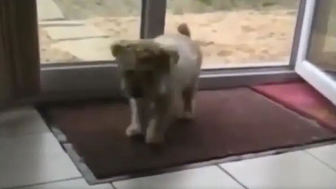 कुत्ते का बच्चा