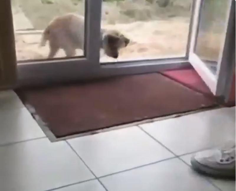 कुत्ते का बच्चा