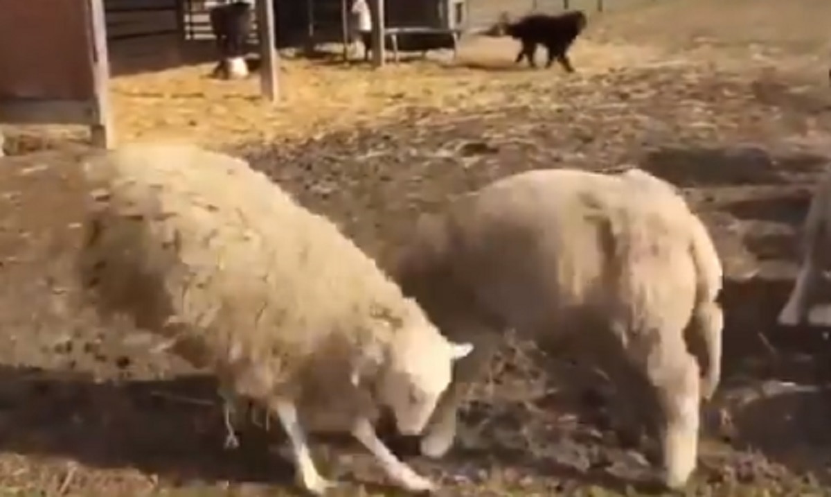 भेड़ों की लड़ाई में हुई कुत्ते की एंट्री