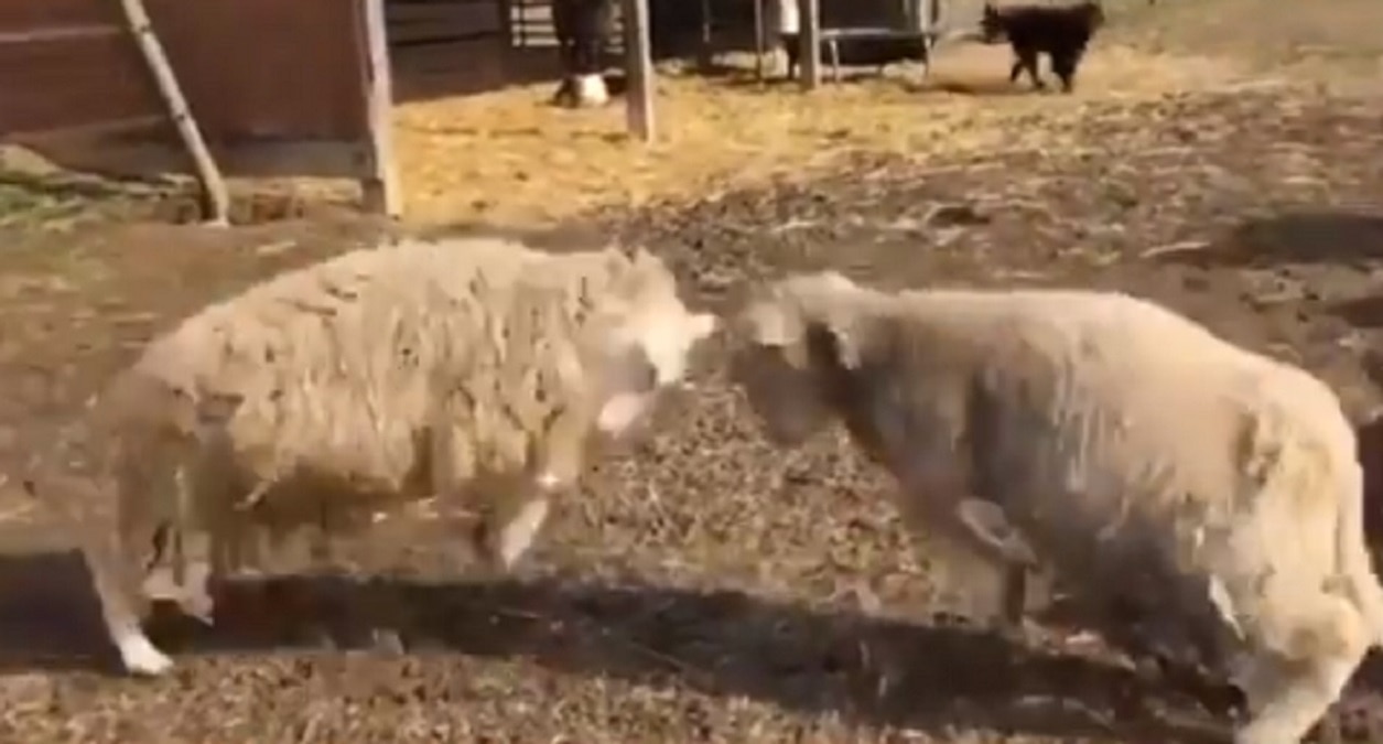 भेड़ों की लड़ाई में हुई कुत्ते की एंट्री