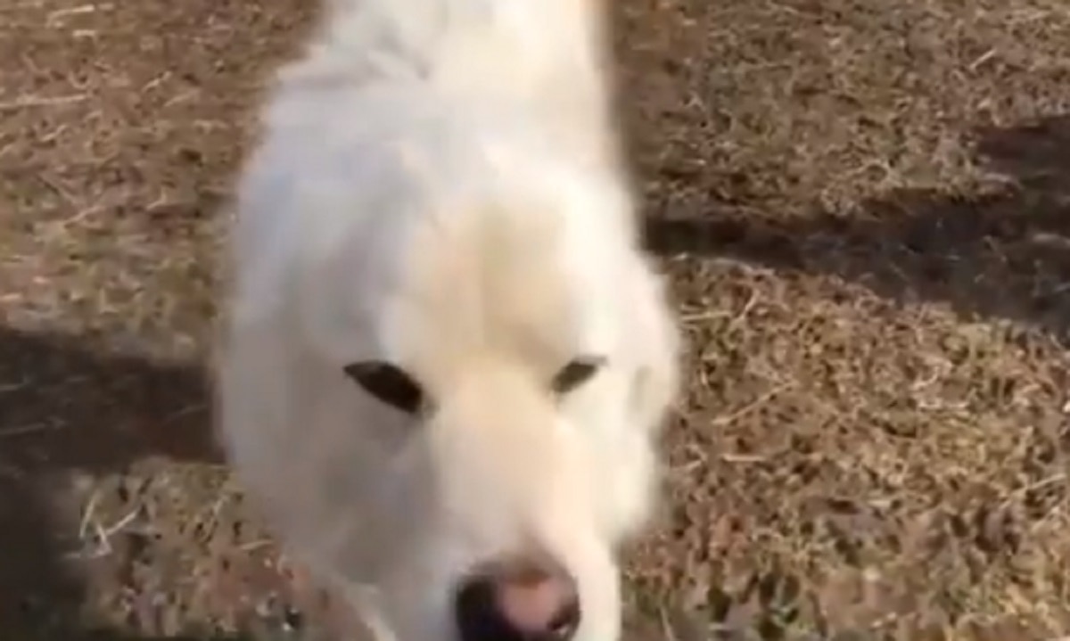 भेड़ों की लड़ाई में हुई कुत्ते की एंट्री