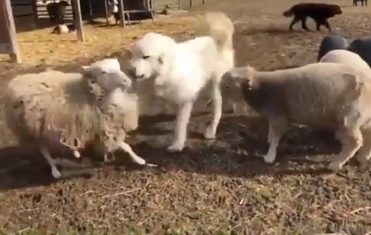 भेड़ों की लड़ाई में हुई कुत्ते की एंट्री
