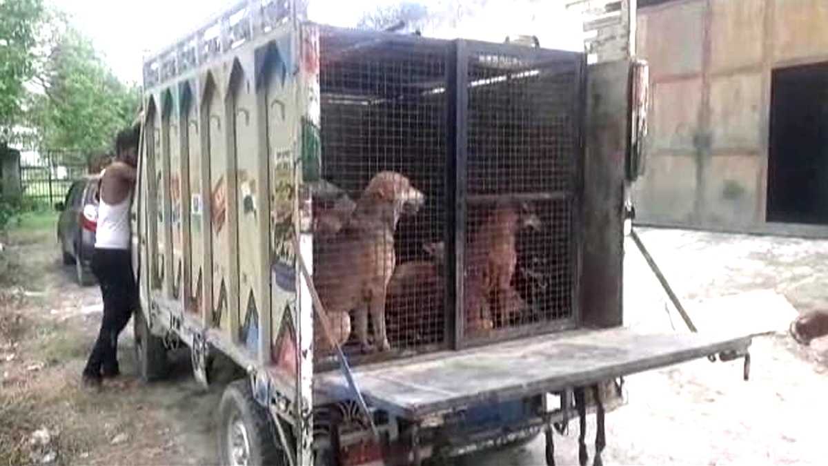 आवारा कुत्तों का आतंक.