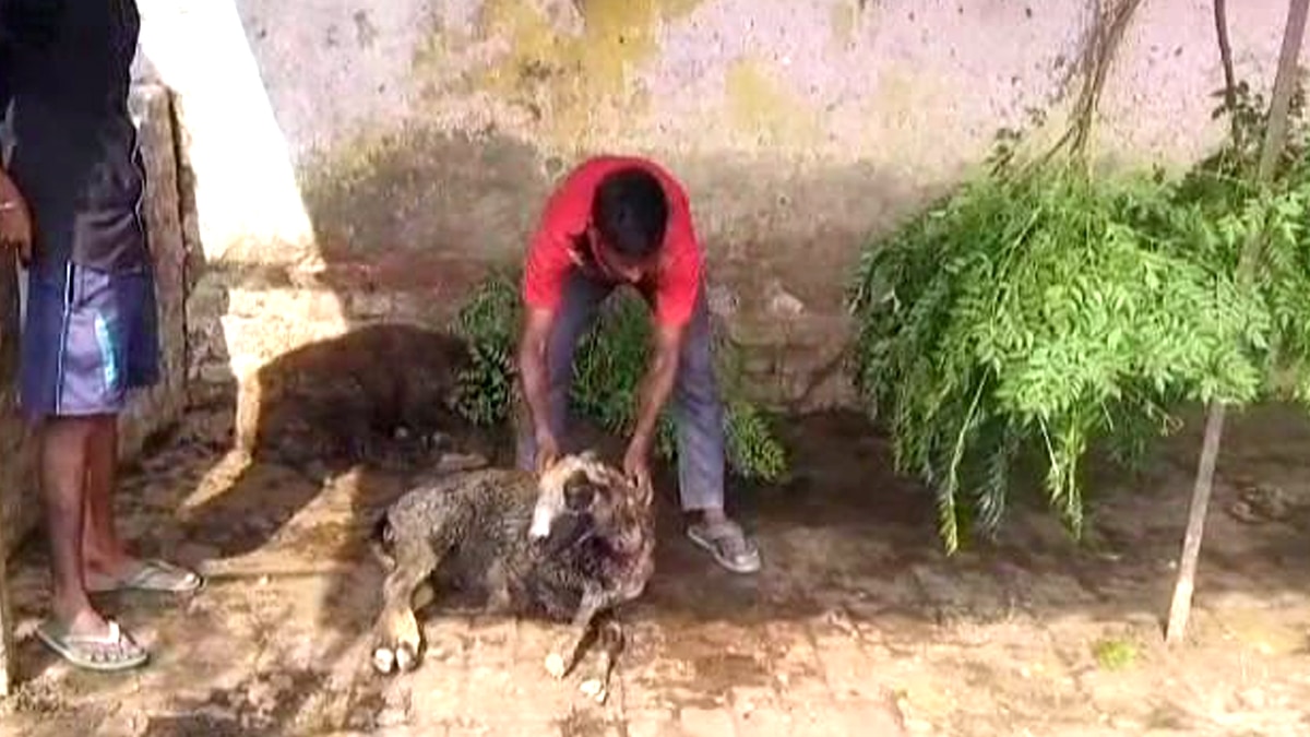 आवारा कुत्तों का आतंक.