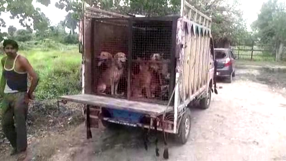 आवारा कुत्तों का आतंक.