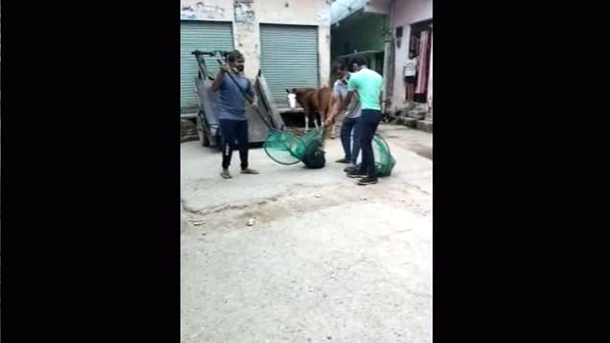 आवारा कुत्तों का आतंक.