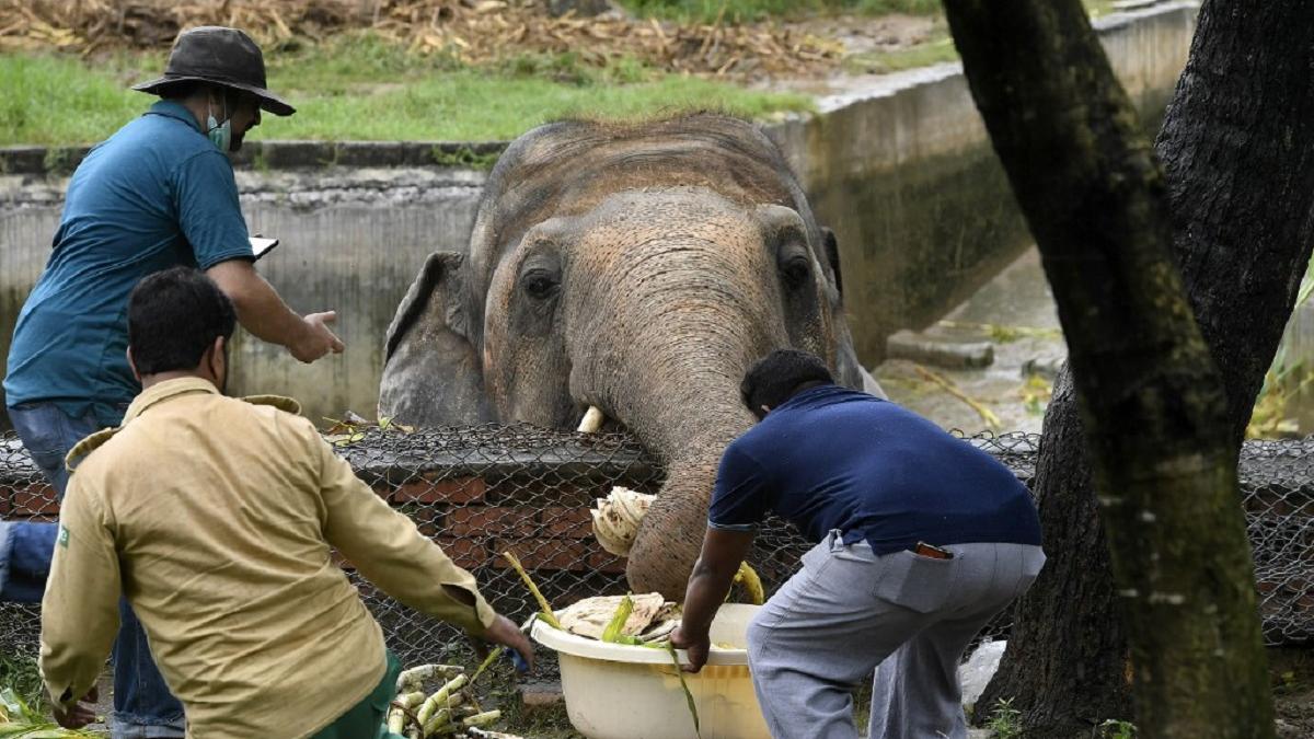 Elephant Kaavan