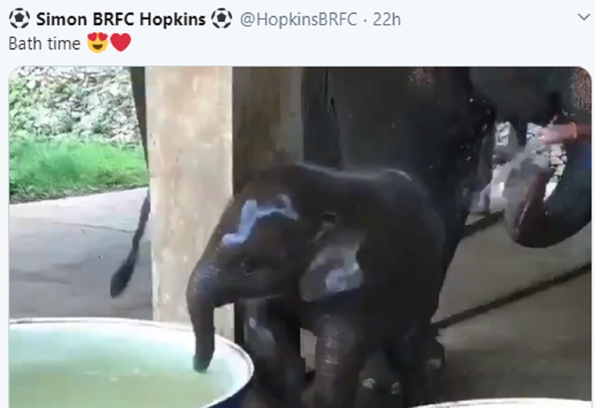 टब में पानी पाकर लोटपोट हो गया हाथी का बच्चा