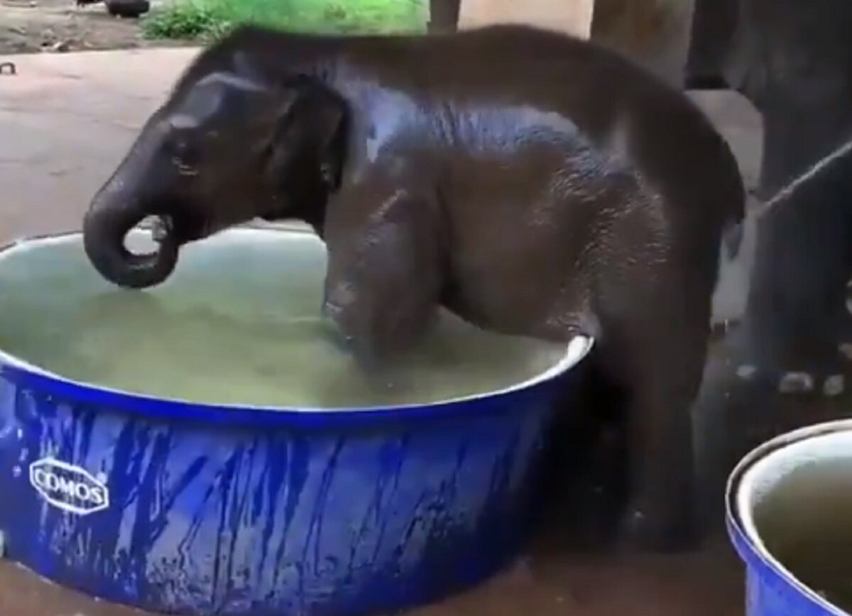 टब में पानी पाकर लोटपोट हो गया हाथी का बच्चा
