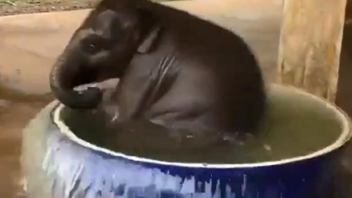 टब में पानी पाकर लोटपोट हो गया हाथी का बच्चा