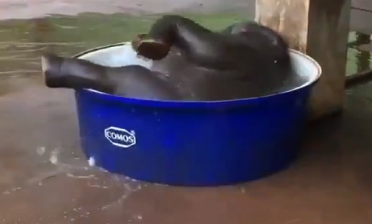 टब में पानी पाकर लोटपोट हो गया हाथी का बच्चा