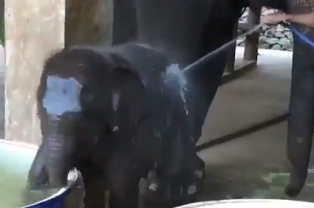 टब में पानी पाकर लोटपोट हो गया हाथी का बच्चा