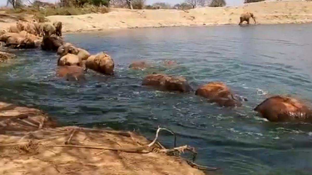 हाथियों के झुंड ने एक साथ लगाई पानी में डुबकी