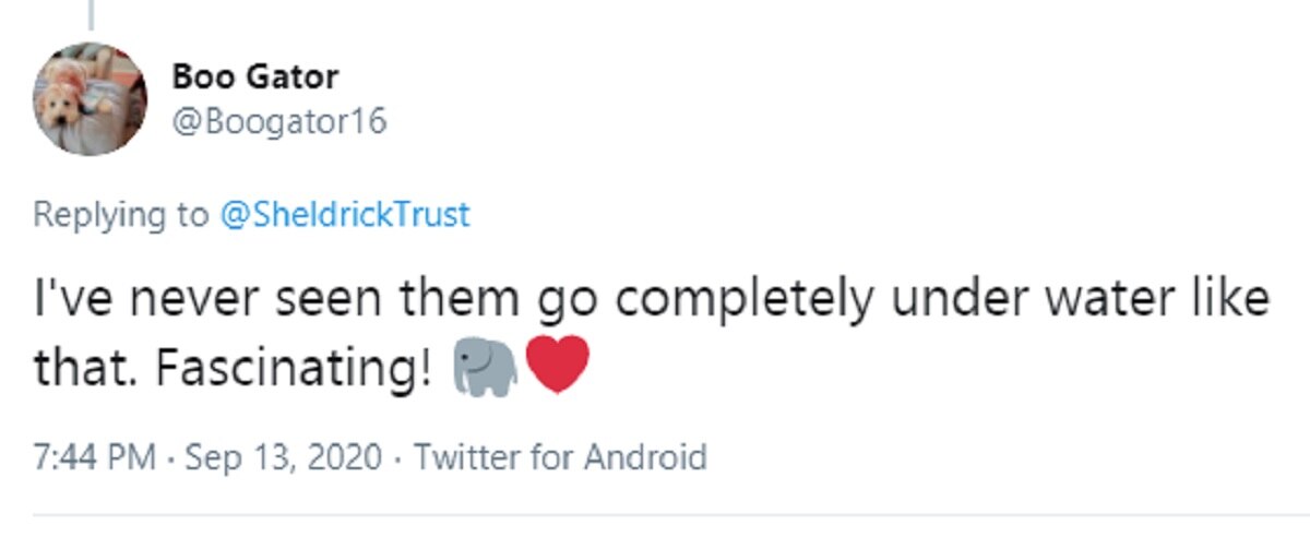 हाथियों के झुंड ने एक साथ लगाई पानी में डुबकी