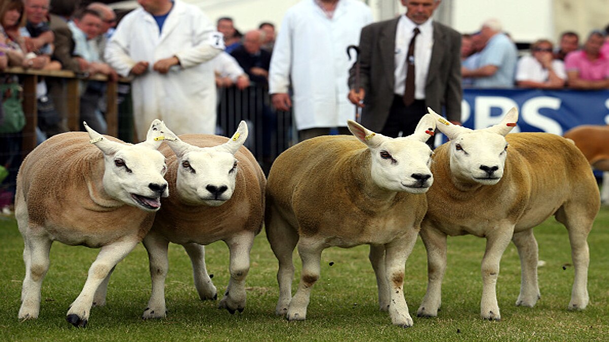 Expensive Sheep Texel