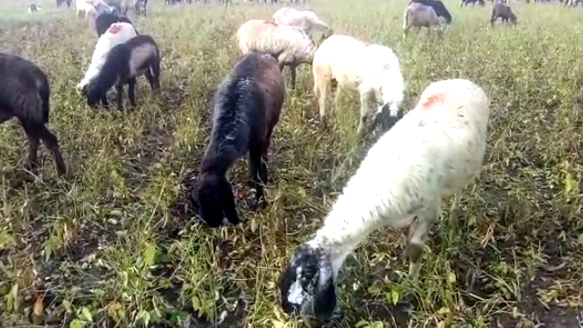 खेतों को साफ करते पशु.