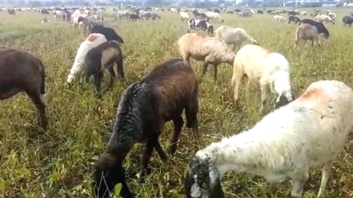 खेतों को साफ करते पशु.