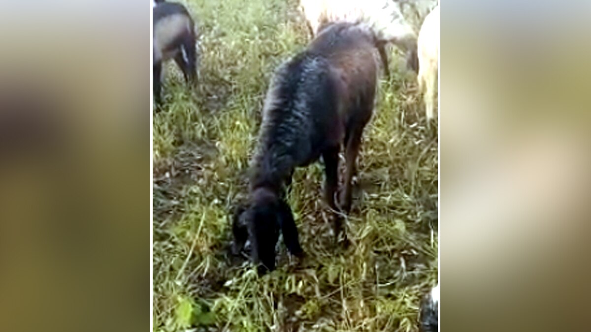 खेतों को साफ करते पशु.